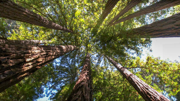 How Our Tree Care Process Works  in Apple Mountain Lake, VA